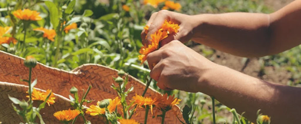 fleur calendula baume