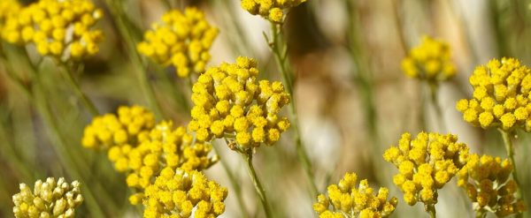 Fleur-immortelle-bienfaits-peau.jpg
