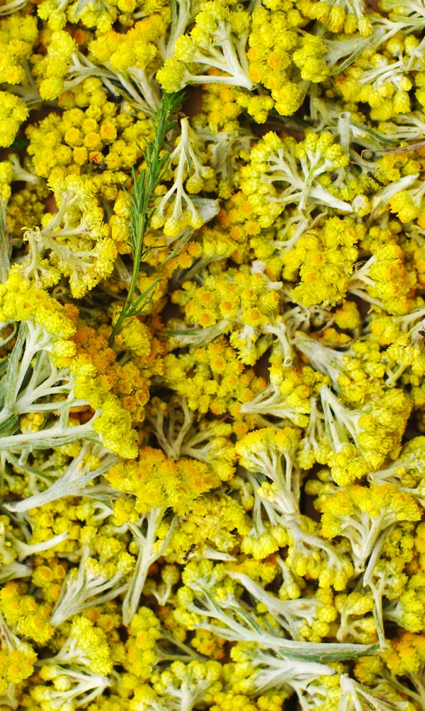 immortelle-fleur.webp