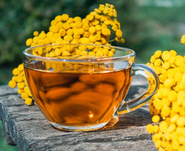 Les vertus extraordinaire de l’immortelle 13 infusion fleur immortelle